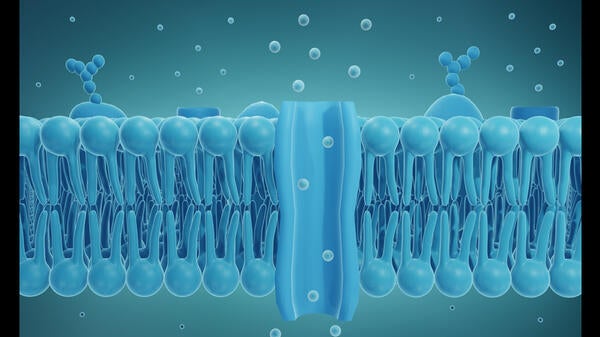 Graphic illustration of the bilayer structure of a living cell membrane, composed of phospholipid.