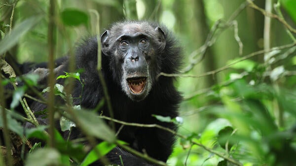 Chimp surrounded by greenery.