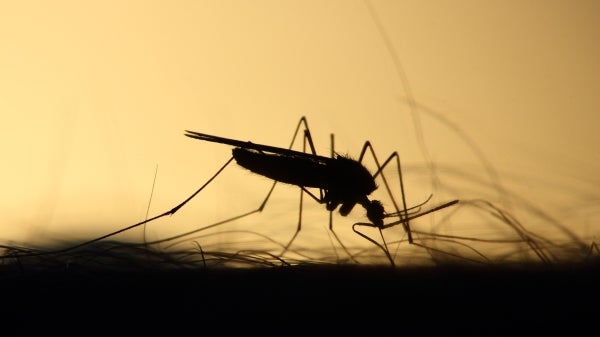 West Nile virus on the rise