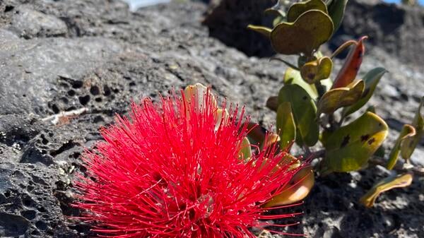 Ohia blossom.