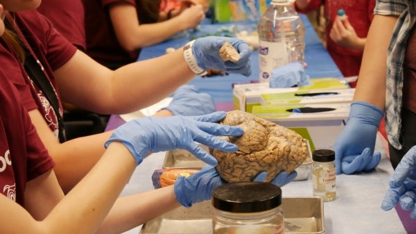 Students from the Heather-Bimonte Nelson’s Neuroscience of Memory and Aging Lab that featured a brain investigation station.