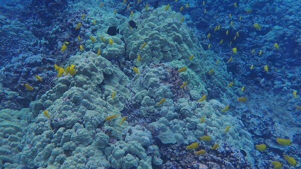 Herbivore fish, such as Yellow Tang, help to prevent algae from overgrowing coral on reefs, credit: Shawna Foo