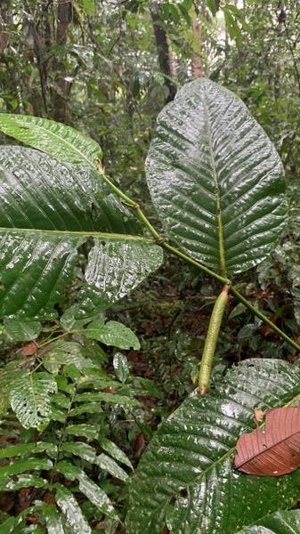 Photo of Piper macerispicum, a plant in the pepper family.