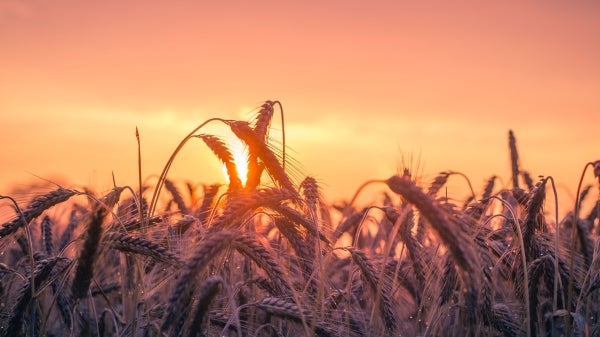 Grain in a field at sunset