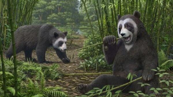 Illustration of ancestral pandas eating bamboo.