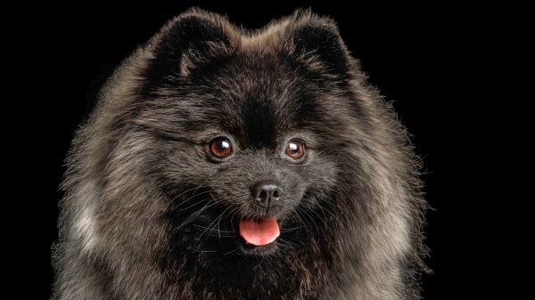 Pomeranian