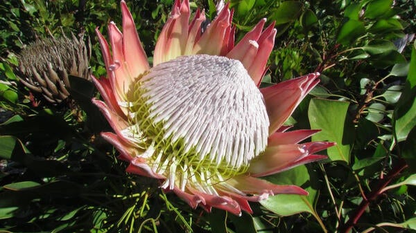 Close-up photo of a protea plant.