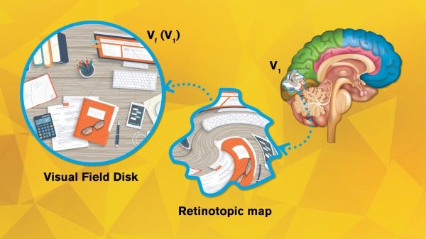 Artistic rendition of how neurons in the human brain depict what the eyes see