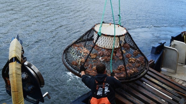 A fisherman raises a steel crab trap with the catch of the day.