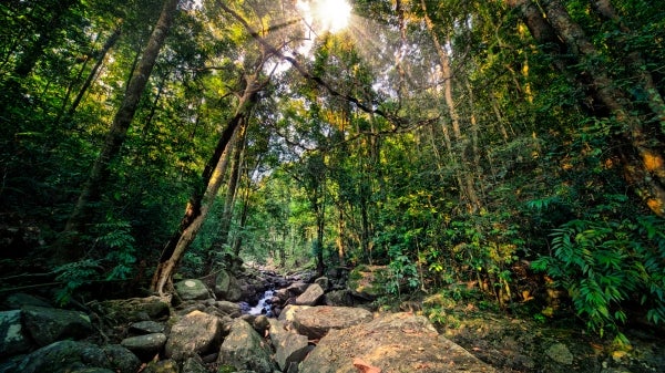 Sunburst in a dark jungle.