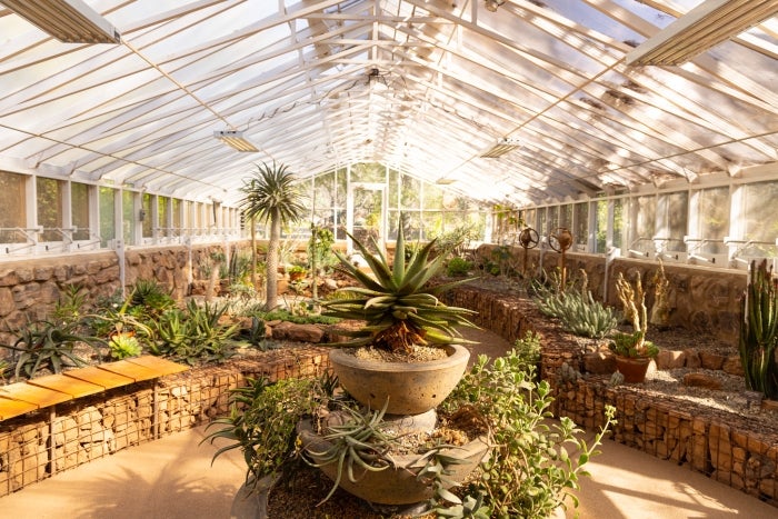 The inside of a lush greenhouse full of catci and succulents.