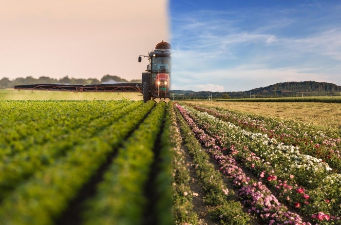 Side by side images of a monoculture and polyculture crop