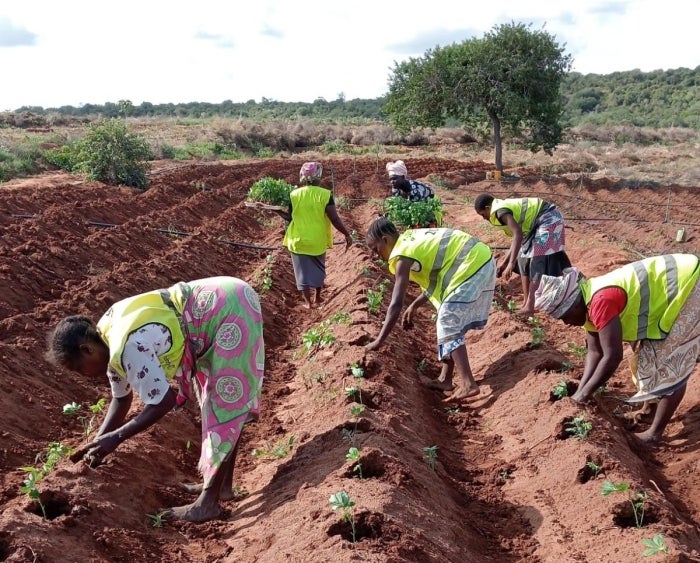 A group of female farmers in green safety vests plant cassava in Kenya.