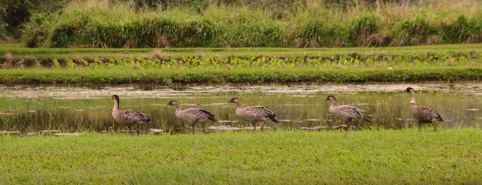 A row of nene geese in a wetland area with taro growing in background.