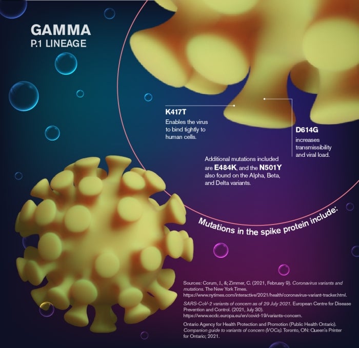 map describing Gamma P.1 Lineage