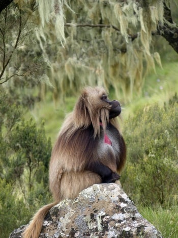 A gelada monkey sits on a stone in Ethiopia