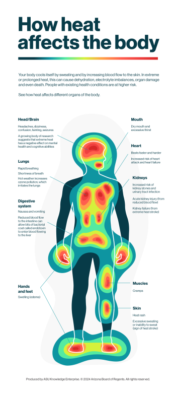 Infographic showing how heat affects the body. Your body cools itself by sweating and increasing blood flow to the skin. In extreme or prolonged heat, this can cause dehydration, electrolyte imbalances, organ damage and even death.