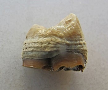 Upper third premolar of the Lufengpithecus partial cranium