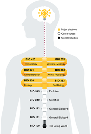 Representation of the adaptive course structure for NeoBio as a human spine