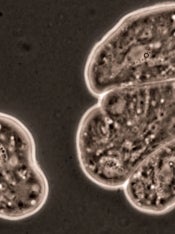 cells microscope image