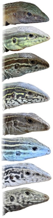 Stack of different colored lizard heads