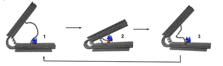 A schematic design of leaf-spring engine operation