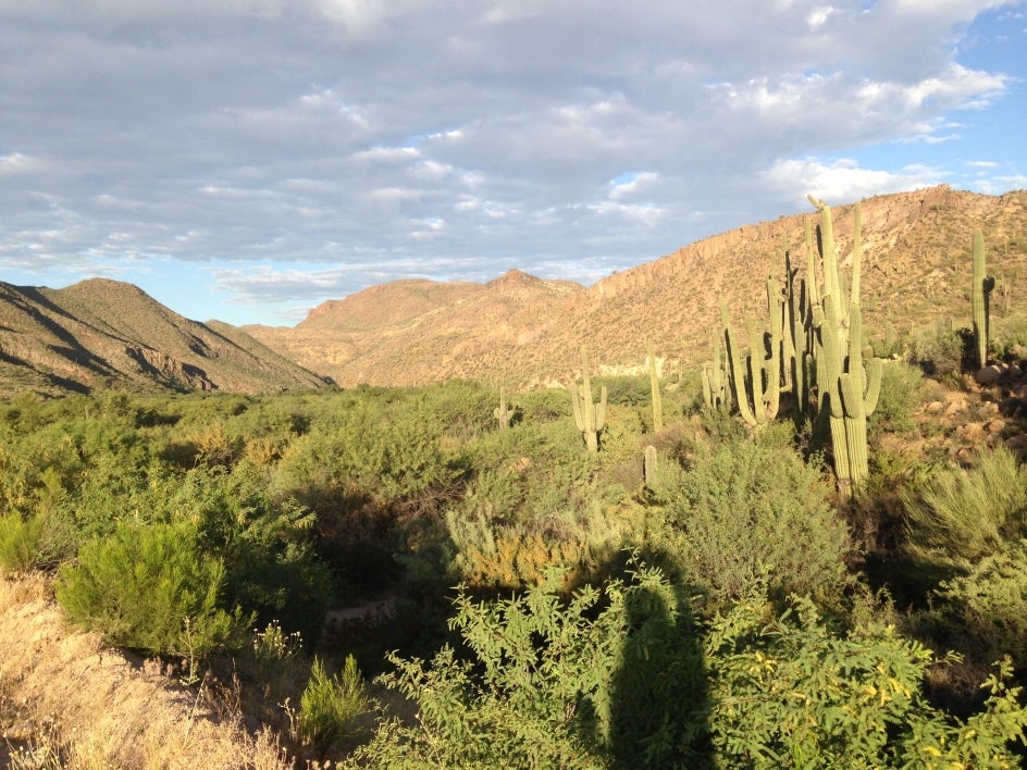 Photo courtesy of Nancy Grimm. The Sycamore Creek channel.