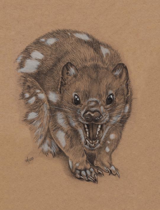 illustration of a tiger quoll