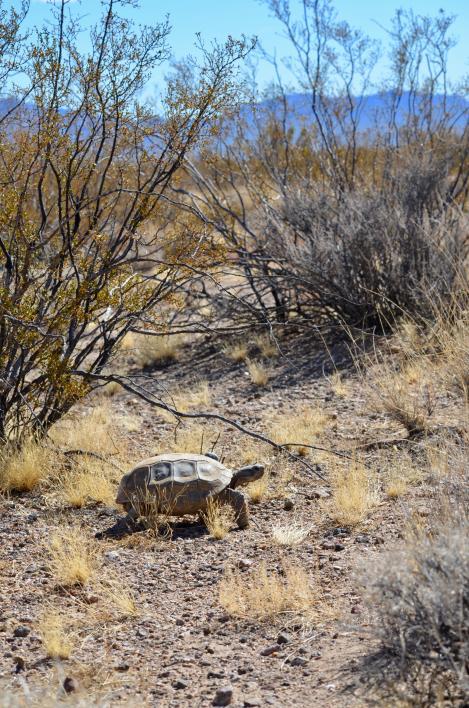 Tortoise habitat