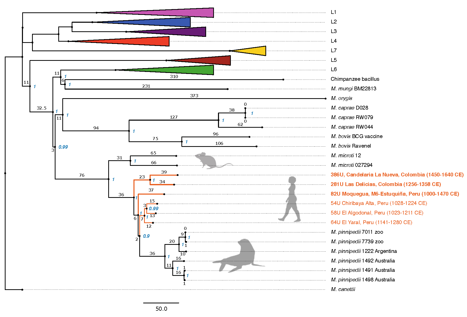 Maximum Parsimony MTBC phylogeny