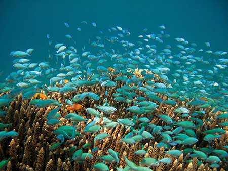 Fish swim in the Dauin National Marine Sanctuary in the Philippines