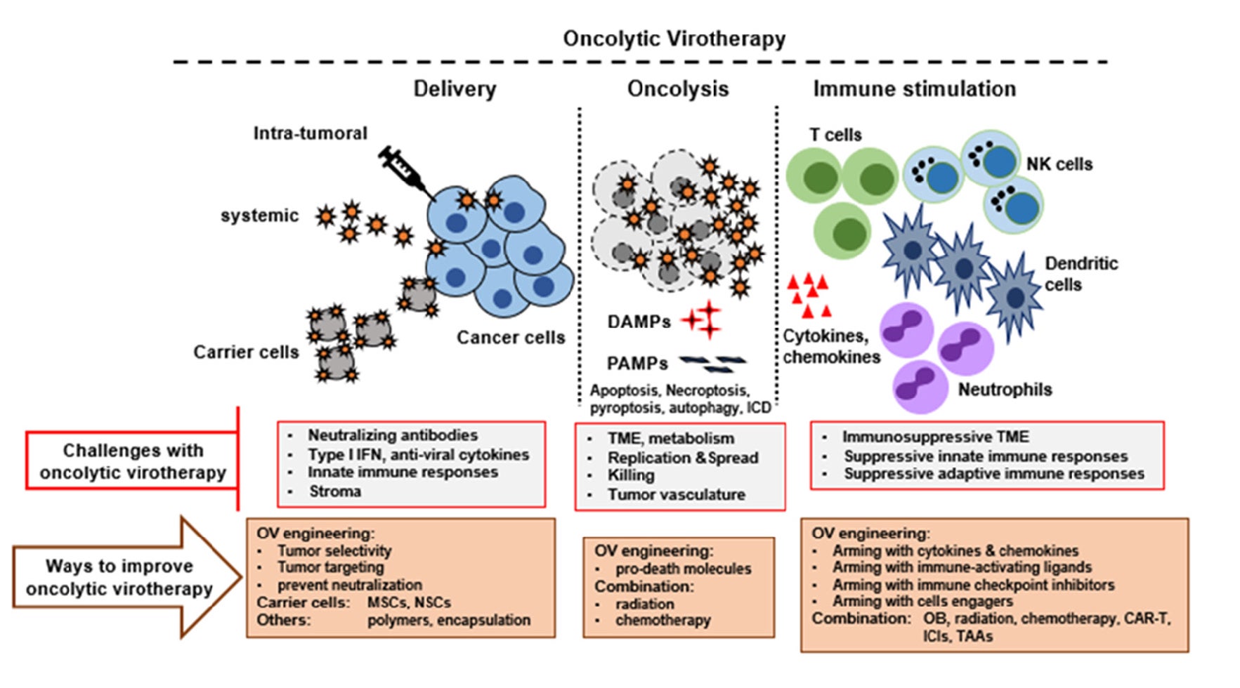 Graphic outlining the process of introducing oncolytic (cancer-killing) viruses.