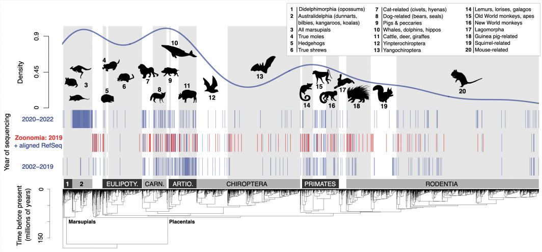 Shown is the consensus timescaled phylogeny from Upham et al. (2019) and genome data downloaded from NCBI on 9 February 2023.