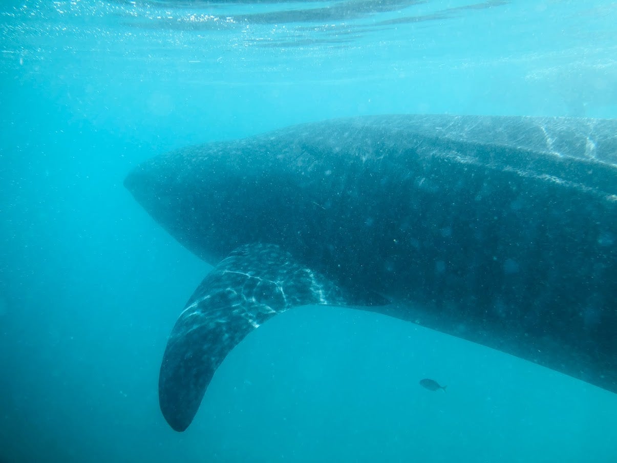 Whale shark sea of cortez