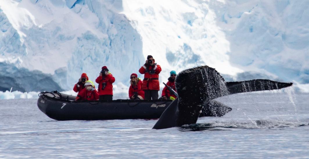 A whale tail 