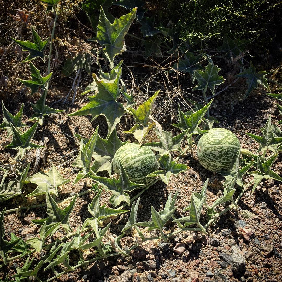 Wild melons