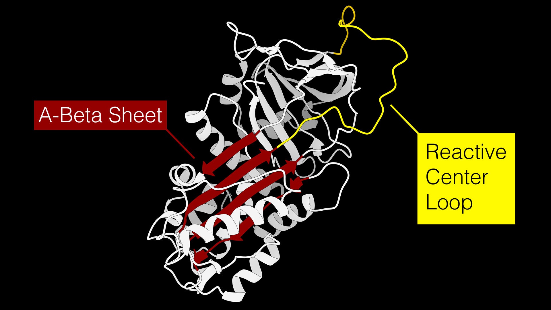 A graphic showing a serpine protease inhibitor, or serpin, the focus on ASU researcher Jordan Yaron’s work on wound healing.