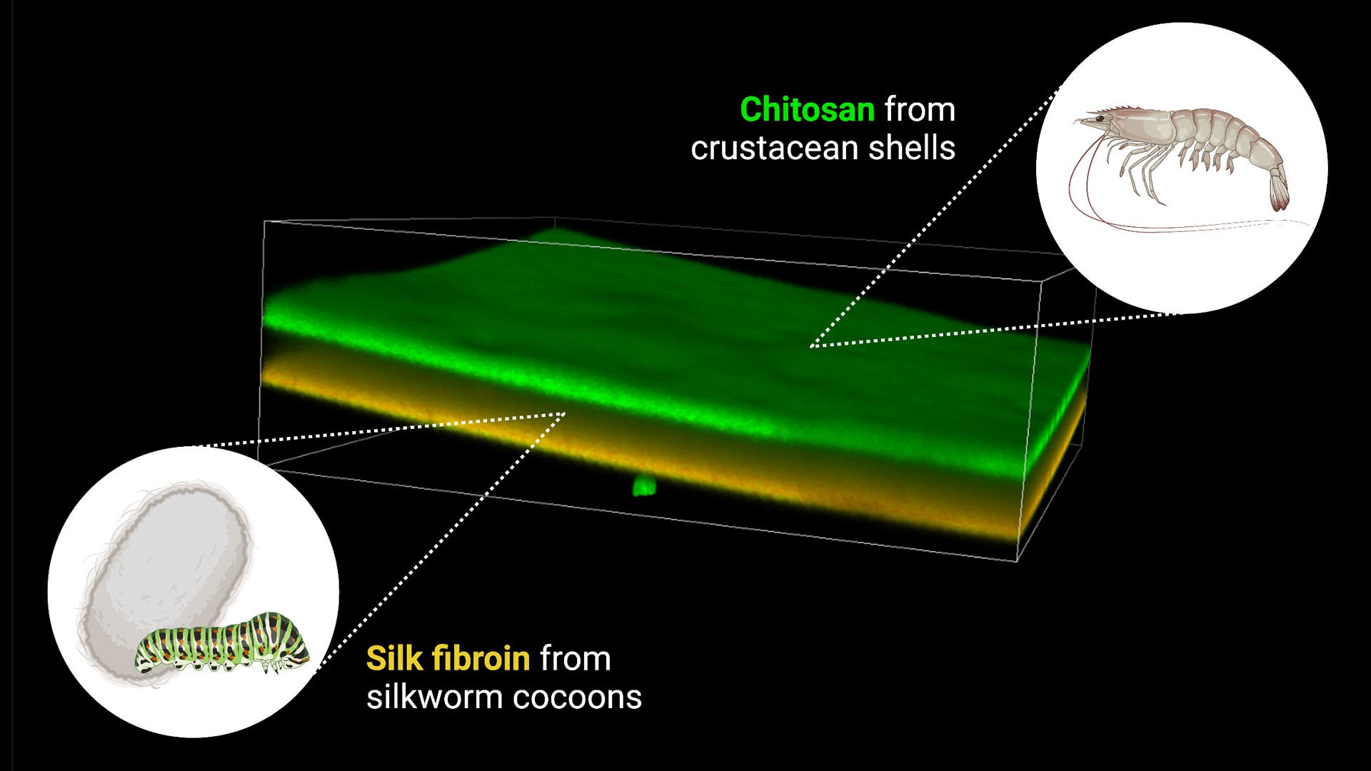 A graphic shows a composite of chitosan from crustacean shells and silk fibroin from silkworm cocoons used by ASU researcher Jordan Yaron to generate a smart wound dressing.