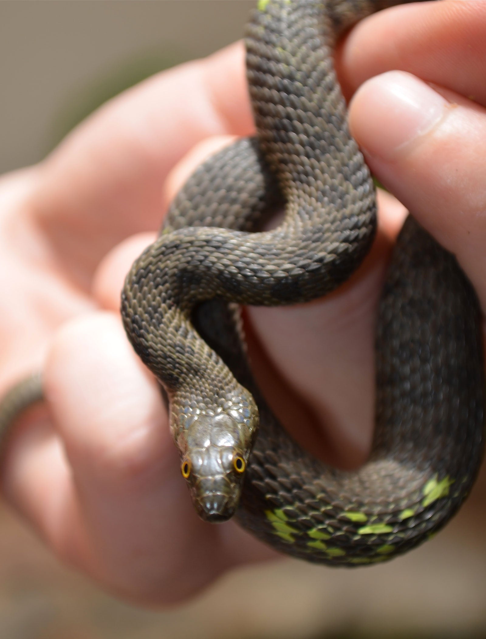 A snake at the Phoenix Zoo